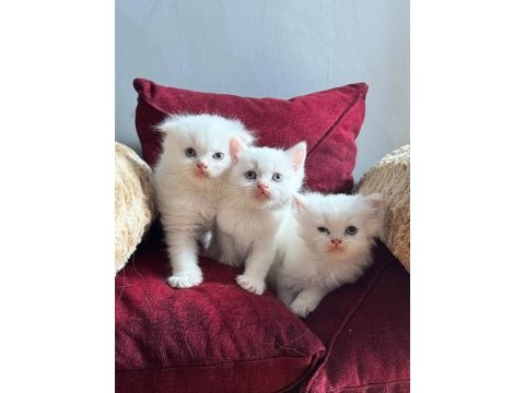 Beyaz mavi gözlü scottish fold bebekler