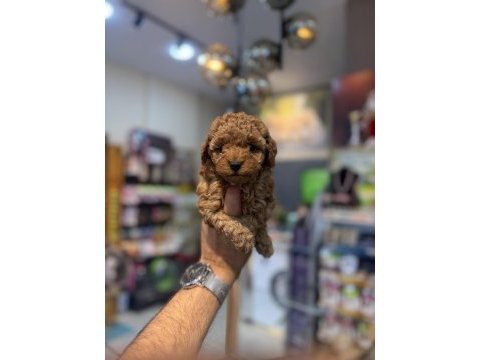 Teacup toy poodle yavrularımız