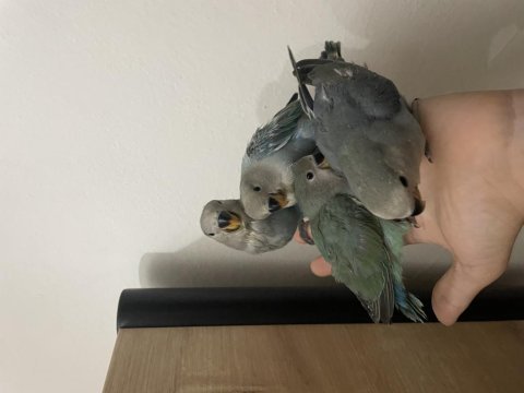 Üst düzey mutasyon el besleme sevda papağanı