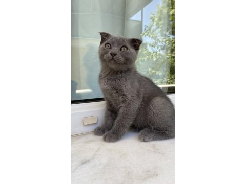 Kırık kulak gri yavru scottish fold
