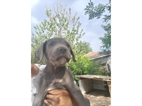 Cane corso blue bebekler