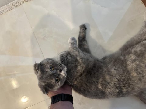 2 yaşında sakin sevimli cana yakın scottish fold