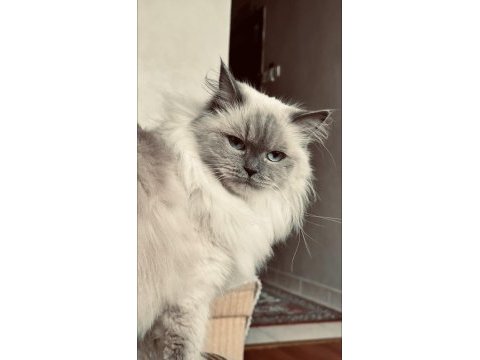 Dişi ragdoll kedime erkek eş adayı arıyorum