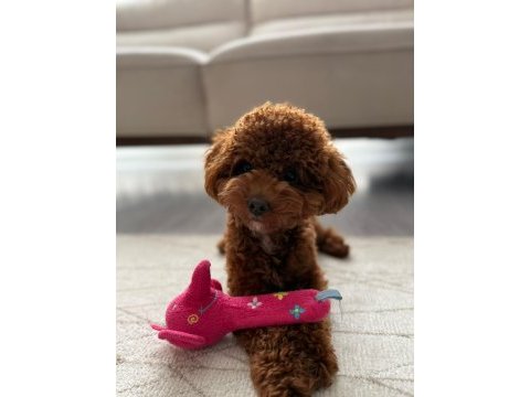 Kore erkek 2,5 kg 15 aylık poodle