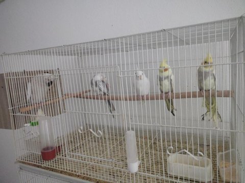 Sultan papağanı yavrular