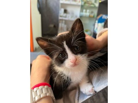 2 aylık bebek tekirimizi sahiplendirmek istiyoruz