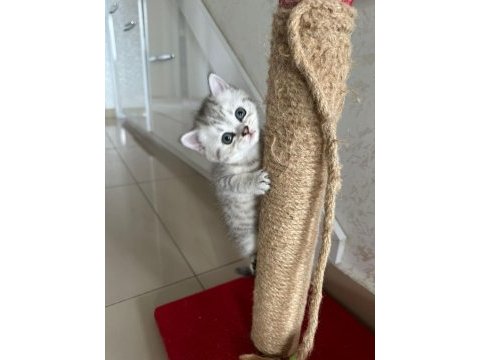 British shorthair bebeğimiz sahiplendirilecektir.