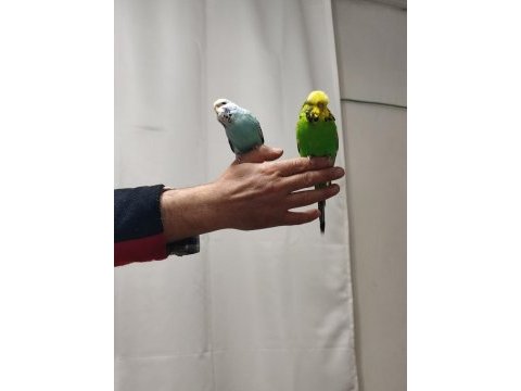 Bir çift show jumbo kuşum var ben gibi bakımlı
