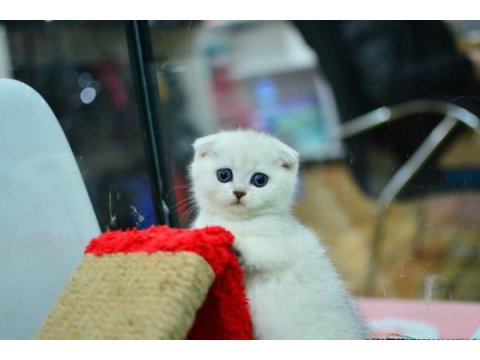 Muhteşem yüz hattına sahip silver scottish fold