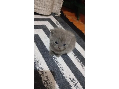 British shorthair minikler hazır