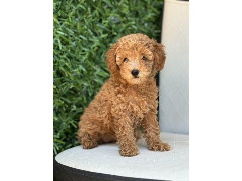 Sevimli poodle yavrularım