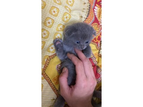 Scottish fold yavrular