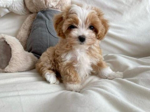Irk ve sağlık garantili maltipoo yavrularımız