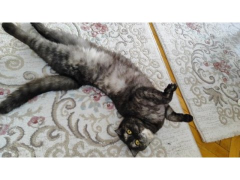 Ücretsiz sahiplendirme scottish fold kedimiz