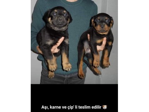 Rottweiler yavrular