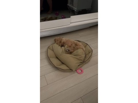 Toy poodle 9 aylık dişi