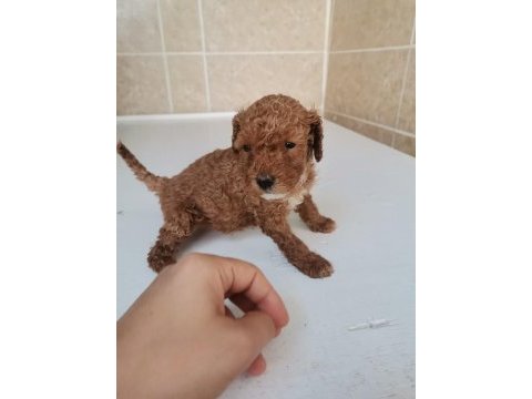 0 numara toy poodle yavrularımız