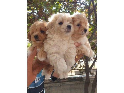 Üst düzey maltipoo yavrularımız sizleri bekliyor