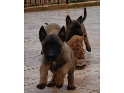 Belçika kurdu malinois 2 - 2.5 aylık erkek ve dişi