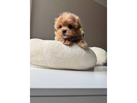 Maltipoo bebeklerimiz