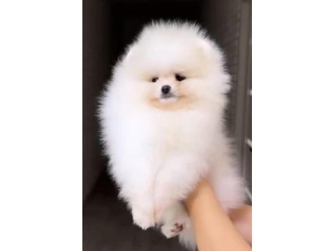 Pomeranian yavrular