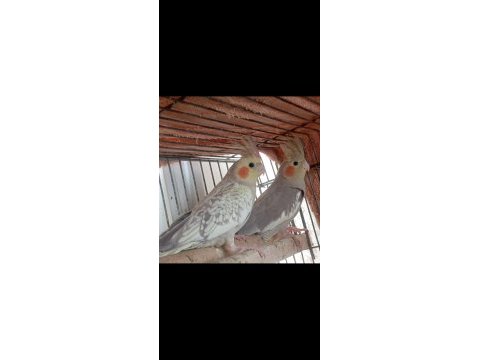 Ele alışık pied grey lutino sultan yavrular yeme düştü