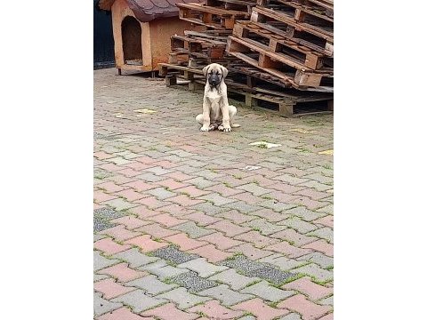 Son iki yavru köpeğimiz kalmıştır isterseniz bir önceki