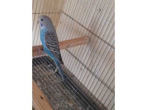 2 aylık genç maviş dişi muhabbet kuşu