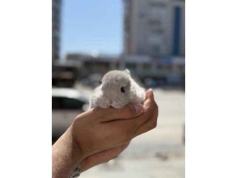 Cüce orjinal bebekler için arayınız