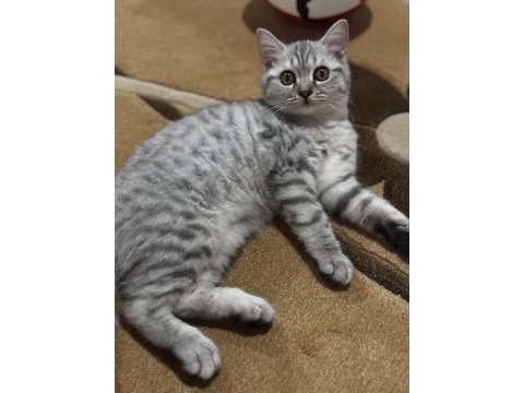 British shorthair yavru