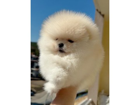 Sıfır burun ayı sürat dişi pomeranian