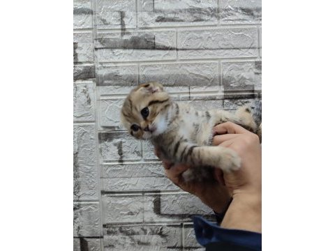 Black golden tabby scottish fold farklı olmayı sevenlere