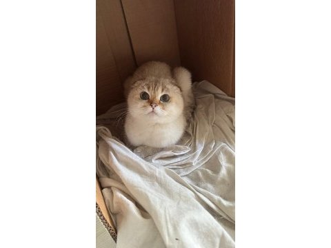 2 aylık british shorthair yavrular
