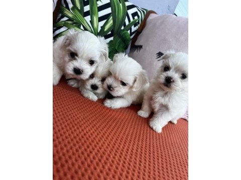 Orjinal maltese terrier yavrular