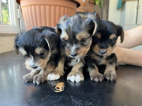 Yorkshire terrier yavrularımız mamaya başladı sağlıklı