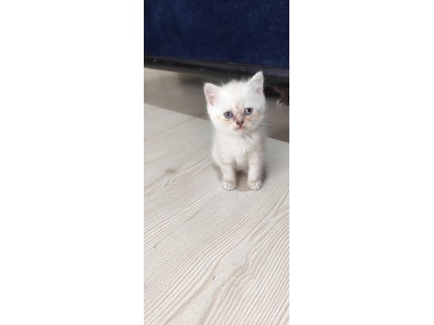 Sağlık garantili safkan kediler