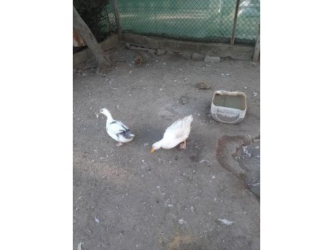 1 yaşında 2 dişi ve 1 erkek ördek