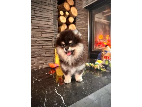 Eşsiz bir pomeranian için bizi aramadan karar vermeyn