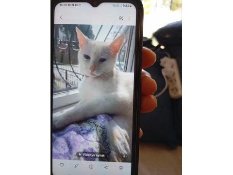 Ankara kedisi aşıları tam