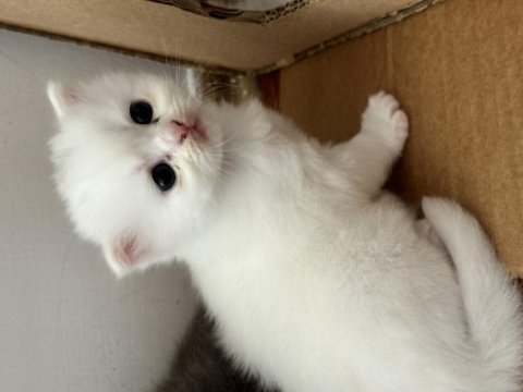 2 aylık olduğunda sahiplendirilecek yavru kediler