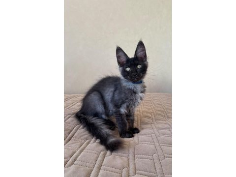 Maine coon erkek ns wcf