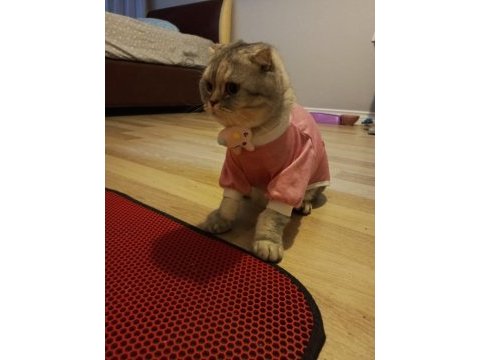 Scottish fold iyi bir yuva arıyoruz tamamen ücretsiz