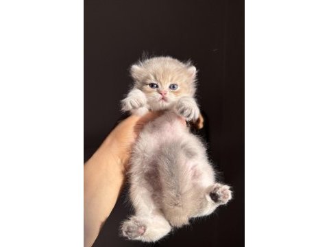 Nadir renk blue golden ay12 british longhair