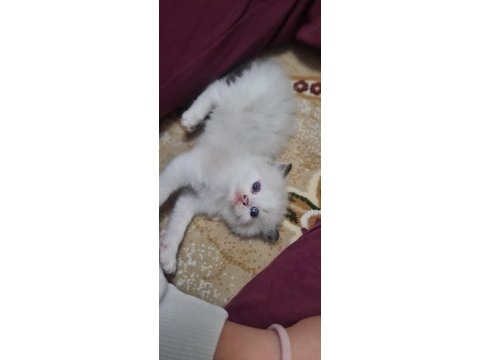 Safkan ragdoll yavrular