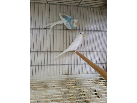 3 kardeş yavru muhabbet kuşu