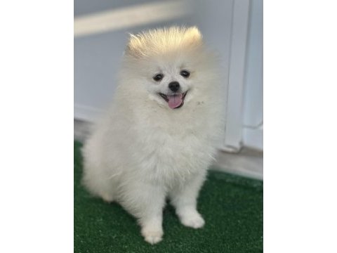 Pomeranian boo bebeğim