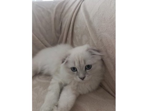 Scottish fold 100 günlük