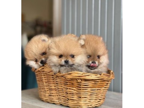 A class pomeranian boo