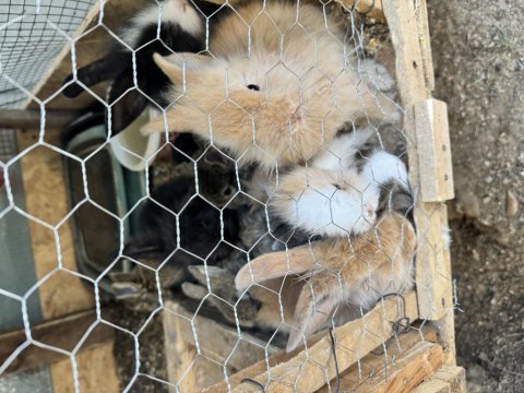 Orjinal hollanda lop tavşanlar ve cüce tavşanlar