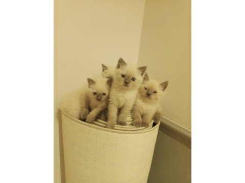 Blue point british shorthair safkan